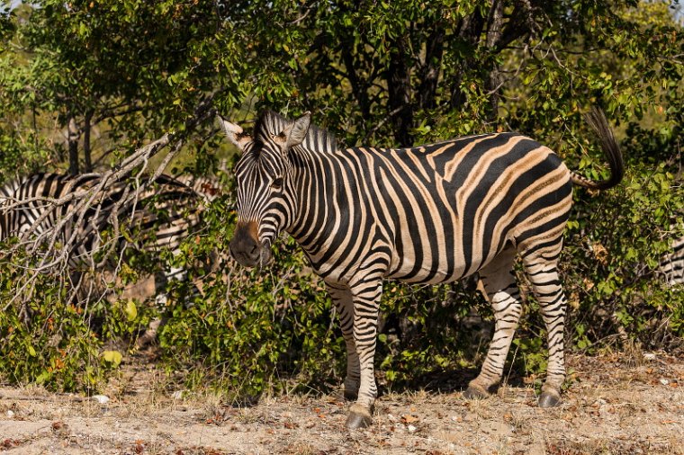 023 Timbavati Private Game Reserve, zebra.jpg